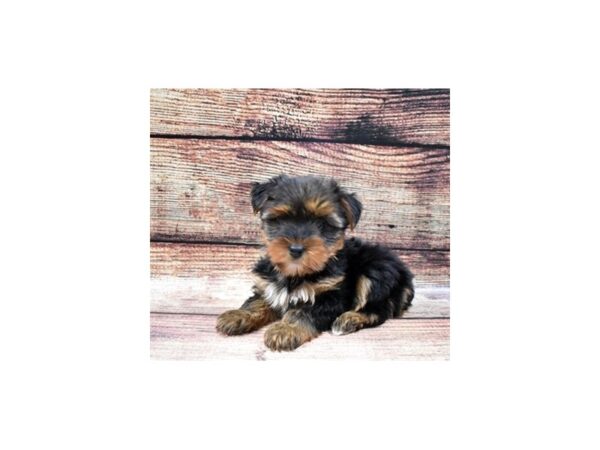 Yorkshire Terrier DOG Female Black and Gold 22405 Petland Las Vegas, Nevada