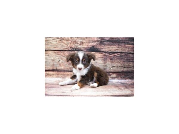 Toy Australian Shepherd DOG Male Red and Tan 22406 Petland Las Vegas, Nevada