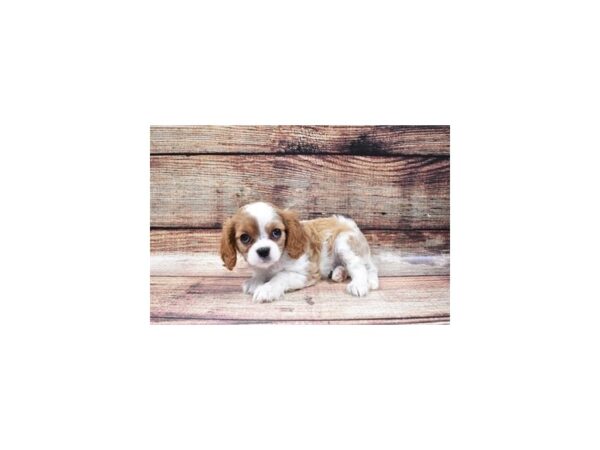 Cavalier King Charles Spaniel DOG Female Blenheim 22410 Petland Las Vegas, Nevada