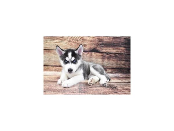 Siberian Husky DOG Male Black and Tan 22404 Petland Las Vegas, Nevada