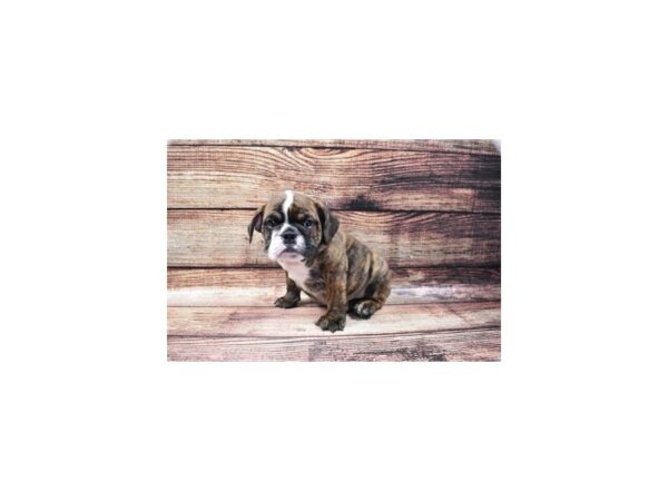 English Bulldog DOG Male Brindle and White 22409 Petland Las Vegas, Nevada