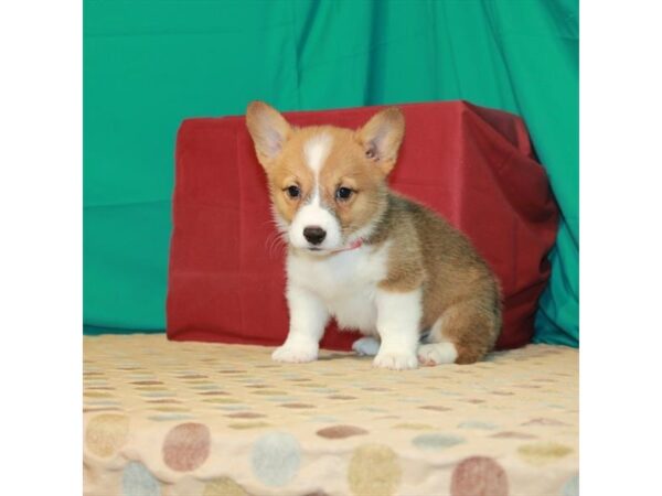 Pembroke Welsh Corgi DOG Male Red / White 22418 Petland Las Vegas, Nevada