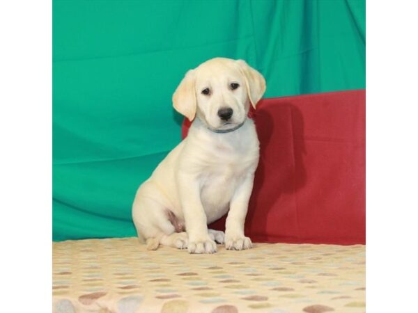 Labrador Retriever DOG Female Yellow 22417 Petland Las Vegas, Nevada