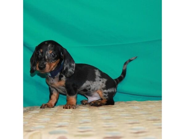 Dachshund DOG Male Black / Tan 22415 Petland Las Vegas, Nevada