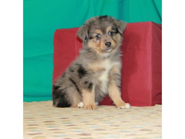 Australian Shepherd DOG Male Blue Merle 22414 Petland Las Vegas, Nevada