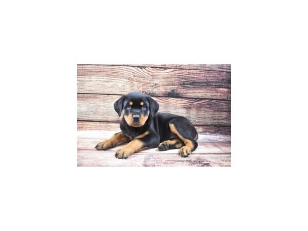 Rottweiler DOG Female Black and Rust 22433 Petland Las Vegas, Nevada