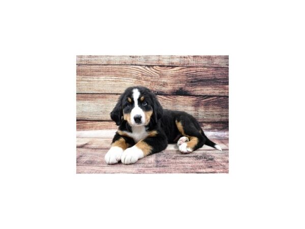 Bernese Mountain Dog DOG Male Black Rust and White 22437 Petland Las Vegas, Nevada