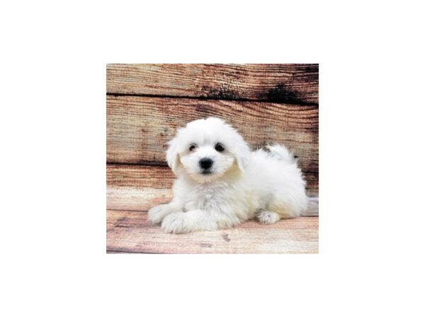 Coton De Tulear DOG Female Black 22435 Petland Las Vegas, Nevada