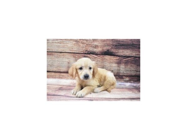 Golden Retriever DOG Male Golden 22429 Petland Las Vegas, Nevada