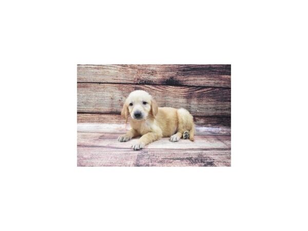 Golden Retriever DOG Male Golden 22430 Petland Las Vegas, Nevada