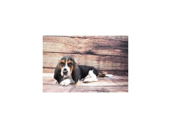 Basset Hound DOG Male Black White and Tan 22436 Petland Las Vegas, Nevada