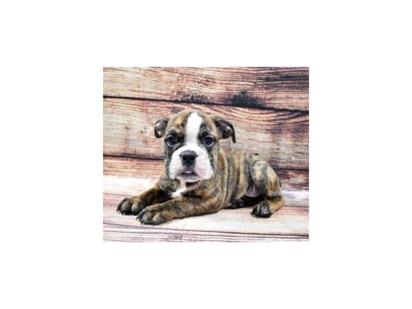 English Bulldog DOG Female Red Brindle and White 22428 Petland Las Vegas, Nevada