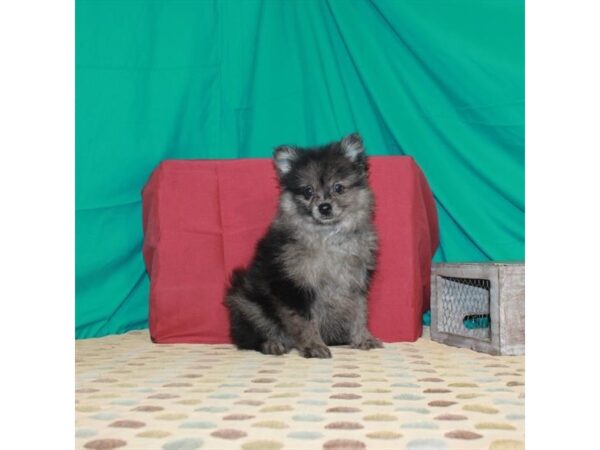 Pomeranian-DOG-Male-Blue Merle-22442-Petland Las Vegas, Nevada