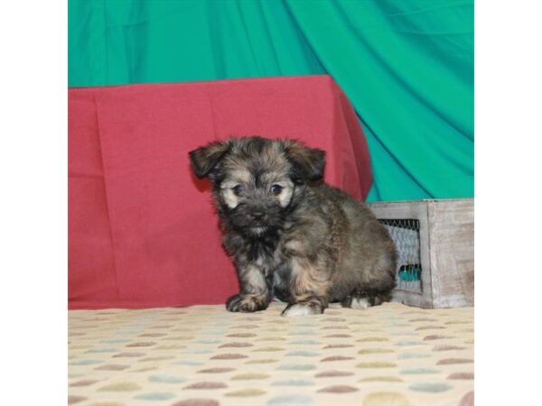 Havanese DOG Female Gold 22439 Petland Las Vegas, Nevada