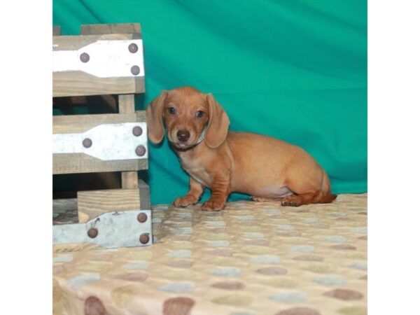 Dachshund DOG Female Red 22443 Petland Las Vegas, Nevada