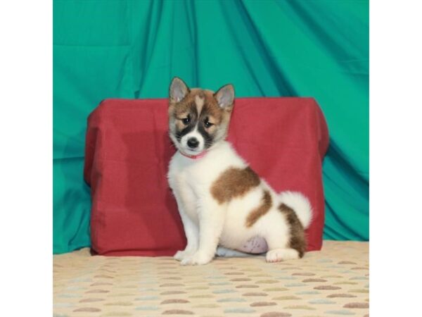 Shiba Inu DOG Female Red Sesame / White 22444 Petland Las Vegas, Nevada