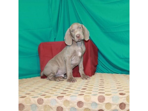 Weimaraner DOG Male Silver Gray 22445 Petland Las Vegas, Nevada