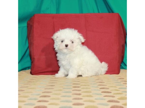 Maltese DOG Female White 22440 Petland Las Vegas, Nevada