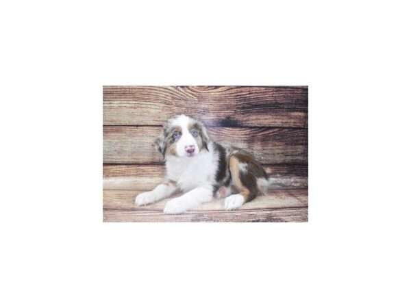 Miniature American Shepherd-DOG-Male-Red Merle-22453-Petland Las Vegas, Nevada