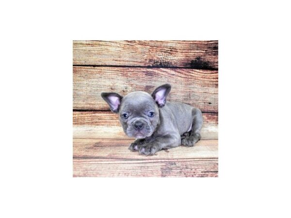 French Bulldog DOG Male Blue 22459 Petland Las Vegas, Nevada