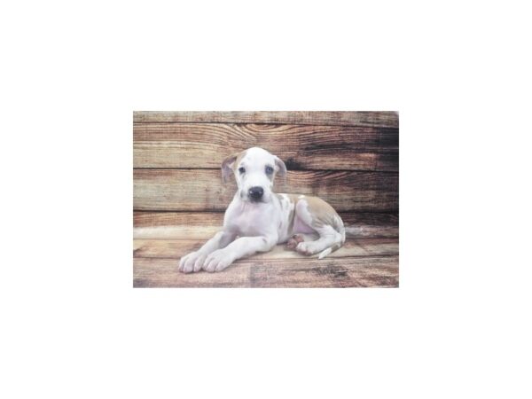 Great Dane DOG Male Fawn 22460 Petland Las Vegas, Nevada