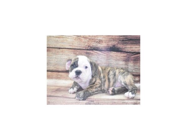 English Bulldog DOG Male Red Brindle and White 22463 Petland Las Vegas, Nevada