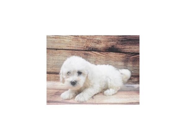 Bichon Frise/Havanese-DOG-Male-Cream-22454-Petland Las Vegas, Nevada