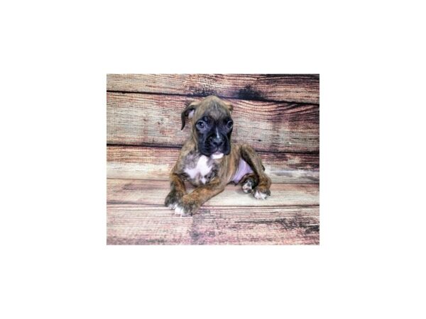 Boxer DOG Male Brindle 22462 Petland Las Vegas, Nevada