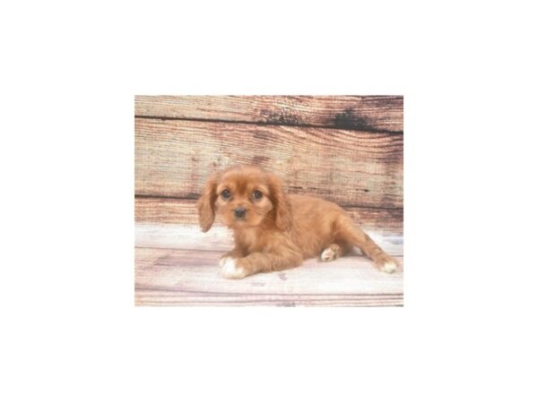 Cavalier King Charles Spaniel DOG Female Ruby 22464 Petland Las Vegas, Nevada