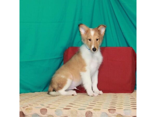 Collie DOG Male Sable / White 22473 Petland Las Vegas, Nevada