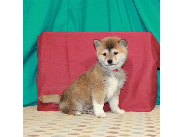 Shiba Inu DOG Male Red Sesame 22471 Petland Las Vegas, Nevada