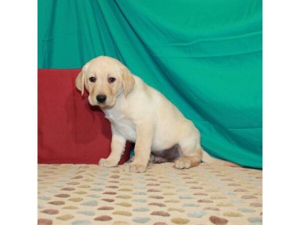 Labrador Retriever DOG Male Yellow 22474 Petland Las Vegas, Nevada