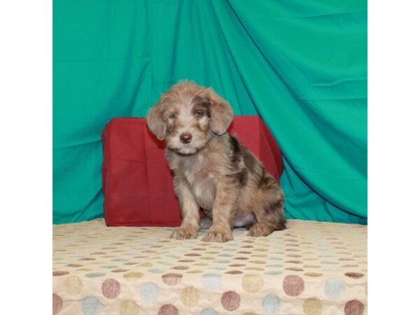 Labrador Retriever/Poodle DOG Male Chocolate Merle 22476 Petland Las Vegas, Nevada