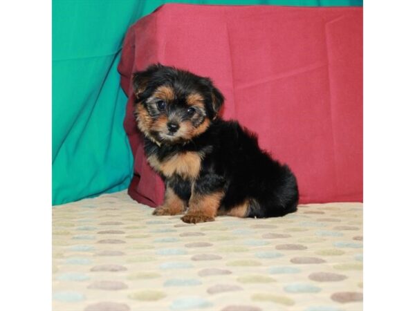 Yorkshire Terrier DOG Female Black / Tan 22472 Petland Las Vegas, Nevada