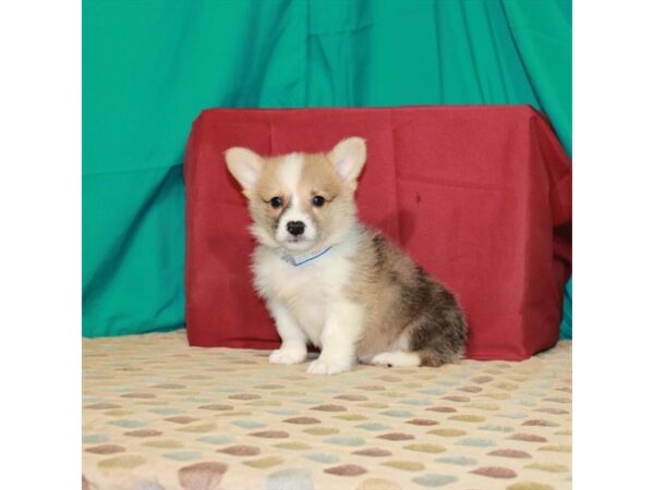 Pembroke Welsh Corgi DOG Male Red Merle 22468 Petland Las Vegas, Nevada