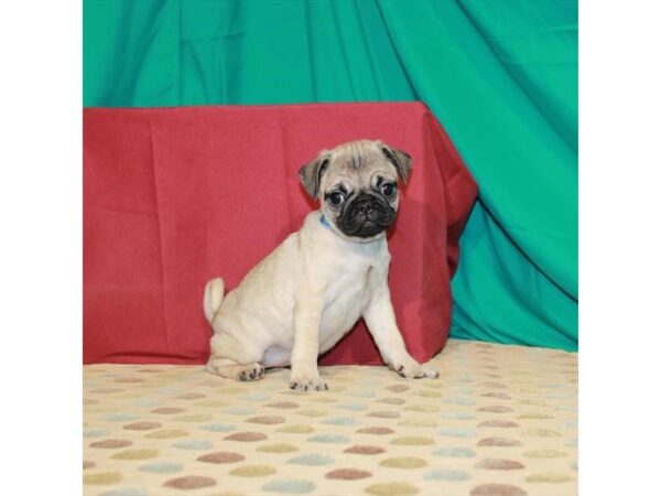 Pug DOG Female Fawn 22469 Petland Las Vegas, Nevada