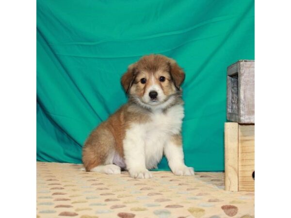 Border Collie/Great Pyrenees-DOG-Female-Sable-22475-Petland Las Vegas, Nevada