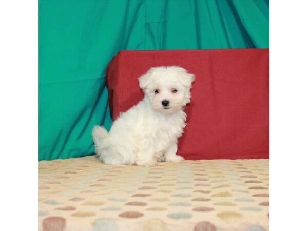 Maltese DOG Male White 22466 Petland Las Vegas, Nevada