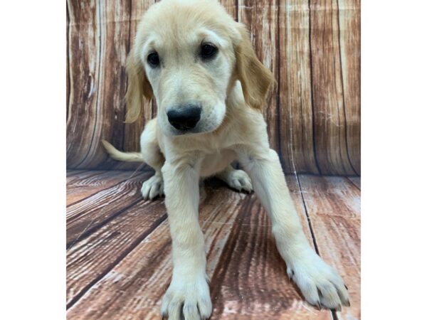 Golden Retriever DOG Male Golden 22488 Petland Las Vegas, Nevada