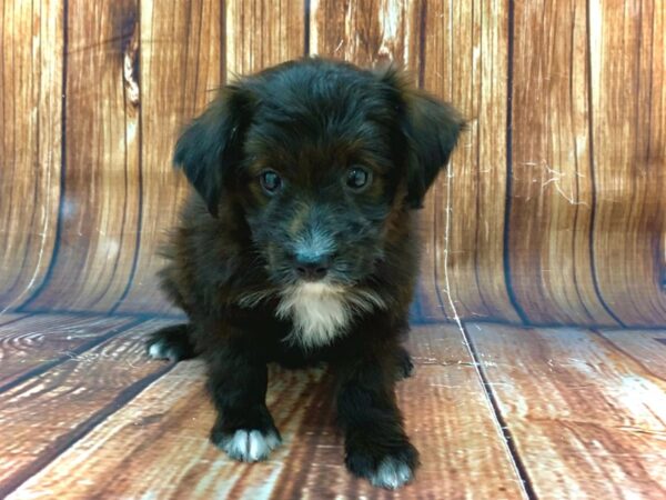 Miniature Australian Shepherd/Poodle DOG Female 22479 Petland Las Vegas, Nevada