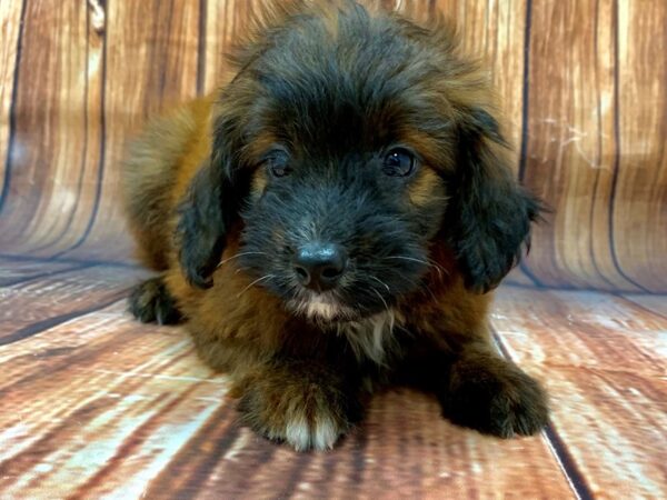 Miniature Australian Shepherd/Poodle DOG Male 22478 Petland Las Vegas, Nevada