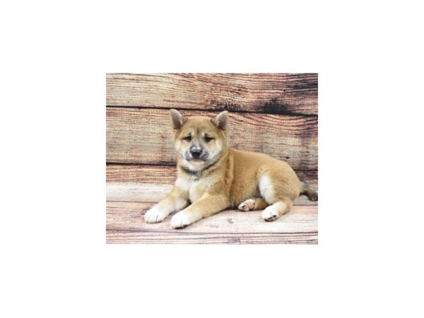 Shiba Inu DOG Female Red 22499 Petland Las Vegas, Nevada