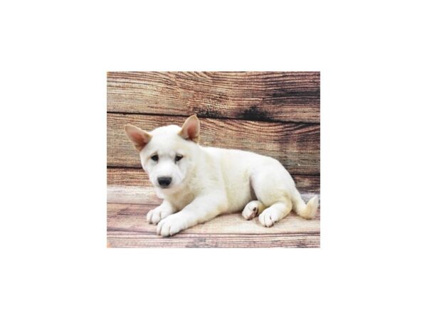 Shiba Inu DOG Male Cream 22500 Petland Las Vegas, Nevada