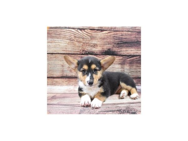 Pembroke Welsh Corgi DOG Male Black and Tan 22498 Petland Las Vegas, Nevada