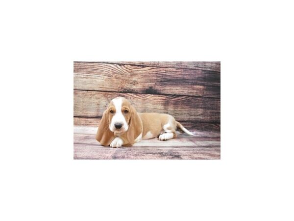 Basset Hound DOG Male Lemon and White 22489 Petland Las Vegas, Nevada