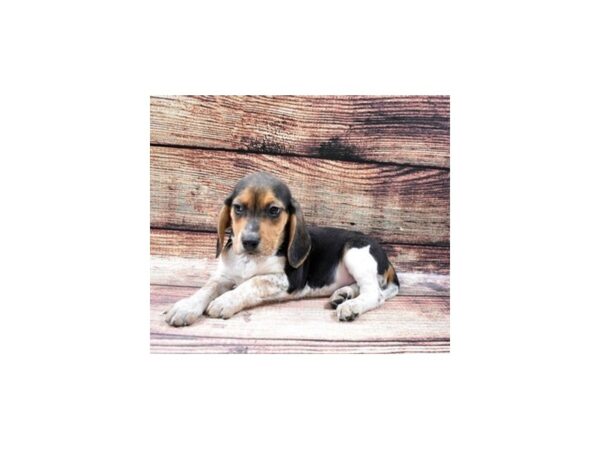 Beagle DOG Female Black and Tan 22492 Petland Las Vegas, Nevada