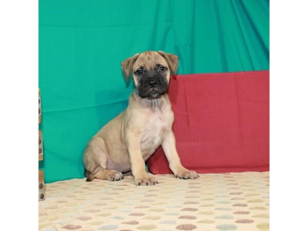 Bullmastiff DOG Female Fawn 22518 Petland Las Vegas, Nevada