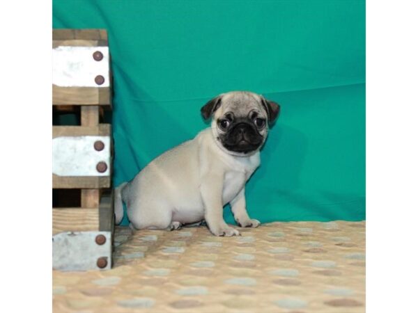 Pug DOG Female Fawn 22514 Petland Las Vegas, Nevada