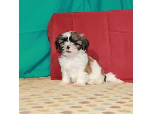 Shih Tzu DOG Male White / Gold 22517 Petland Las Vegas, Nevada