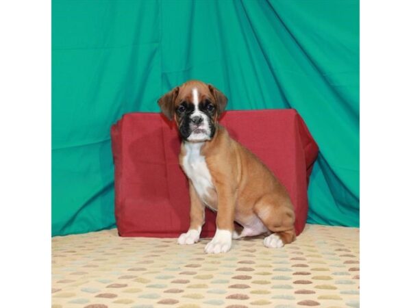 Boxer DOG Male Fawn 22510 Petland Las Vegas, Nevada